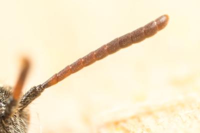  Nomada serricornis Pérez, 1884