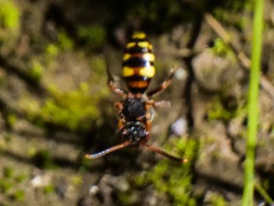  Nomada zonata Panzer, 1798