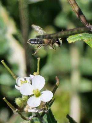  Andrena ferrugineicrus Dours, 1872