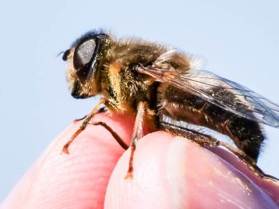  Eristalis pertinax (Scopoli, 1763)