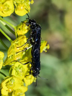  Cephaledo bifasciata bifasciata (Müller, 1766)