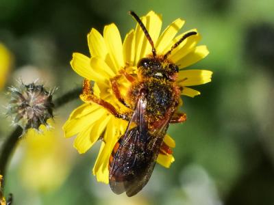  Nomada agrestis Fabricius, 1787