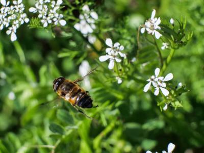  Eristalis similis (Fallén, 1817)