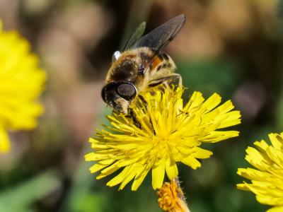  Eristalis arbustorum (Linnaeus, 1758)