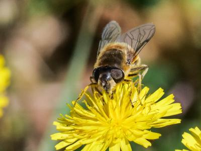  Eristalis arbustorum (Linnaeus, 1758)