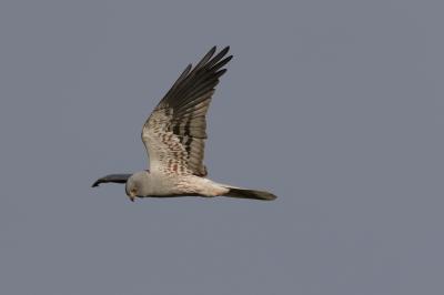 Busard cendré Circus pygargus (Linnaeus, 1758)
