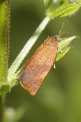  Cacoecimorpha pronubana (Hübner, 1799)