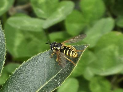  Chrysotoxum cautum (Harris, 1776)