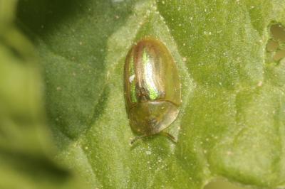  Cassida vittata Villers, 1789