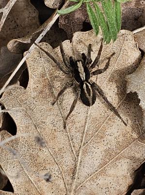  Alopecosa albofasciata (Brullé, 1832)