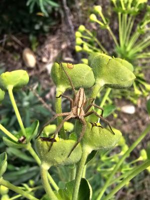 Pisaure admirable Pisaura mirabilis (Clerck, 1758)