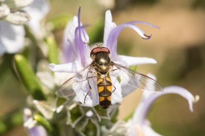  Meliscaeva auricollis (Meigen, 1822)
