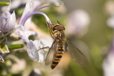  Episyrphus balteatus (De Geer, 1776)