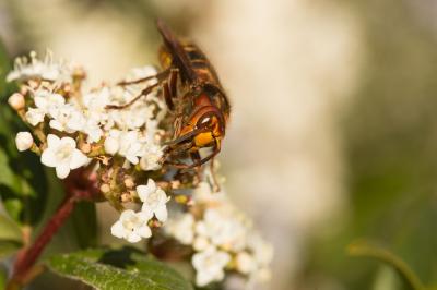 Frelon d'Europe, Frelon, Guichard Vespa crabro Linnaeus, 1758
