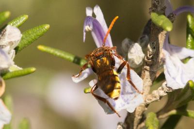  Nomada signata Jurine, 1807