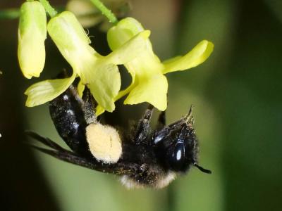  Andrena pilipes Fabricius, 1781