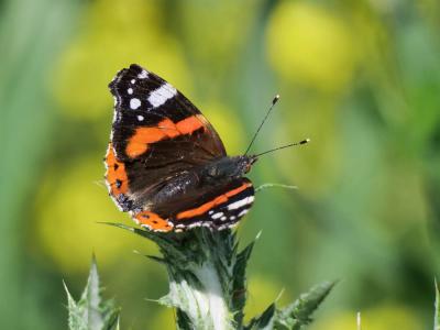 Vulcain (Le), Amiral (L'), Vanesse Vulcain (La), C Vanessa atalanta (Linnaeus, 1758)