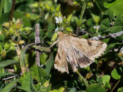 Noctuelle peltigère (La) Heliothis peltigera (Denis & Schiffermüller, 1775)