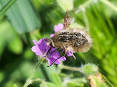  Bombylius Linnaeus, 1758