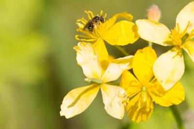  Andrena Fabricius, 1775