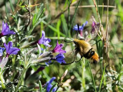 Sphinx-Bourdon (Le), Sphinx de la Scabieuse (Le) Hemaris tityus (Linnaeus, 1758)
