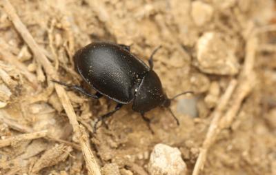 Silphe lisse Ablattaria laevigata (Fabricius, 1775)