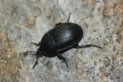 Silphe lisse Ablattaria laevigata (Fabricius, 1775)