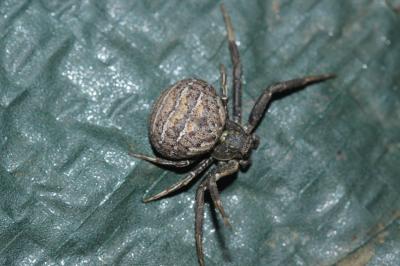 Xystique Xysticus 