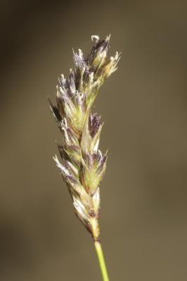 Seslérie blanchâtre, Seslérie bleue Sesleria caerulea (L.) Ard., 1763
