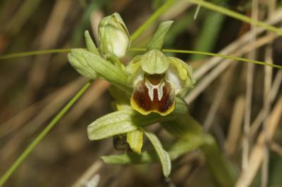 Ophrys araignée, Oiseau-coquet Ophrys aranifera Huds., 1778