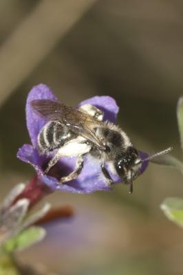  Andrena solenopalpa Benoist, 1945
