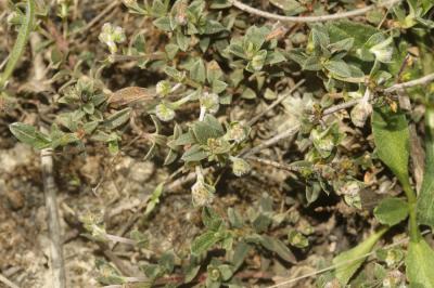 Hélianthème blanc Helianthemum canum (L.) Baumg., 1816