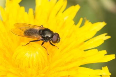  Cheilosia Meigen, 1822