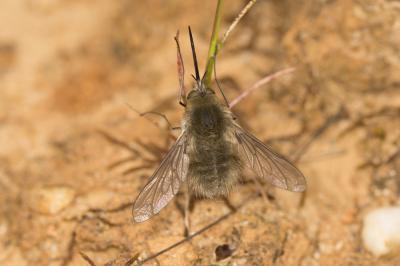  Bombylius Linnaeus, 1758