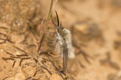  Bombylius Linnaeus, 1758