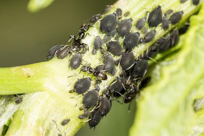  Aphis rumicis Linnaeus, 1758