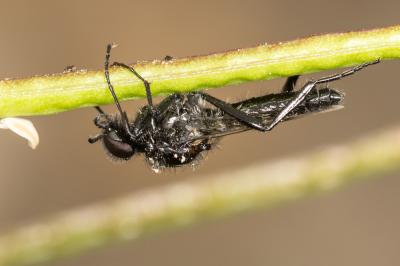 Bibion de S. Marc rouge Bibio hortulanus (Linnaeus, 1758)