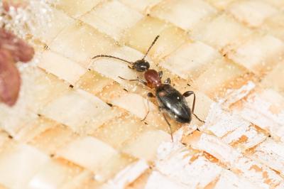  Anthelephila pedestris (Rossi, 1790)