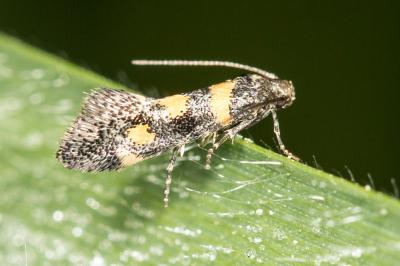  Chrysoesthia sexguttella (Thunberg & Wenner, 1794)