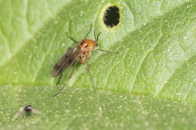  Mycetophilidae Newman, 1834