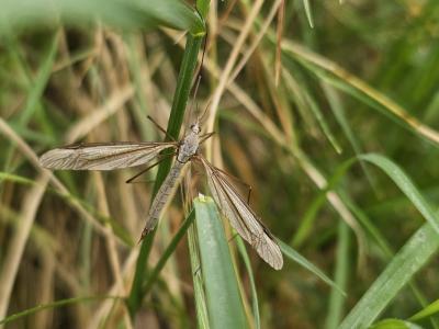 Tipule à bords des ailes bruns Tipula oleracea Linnaeus, 1758