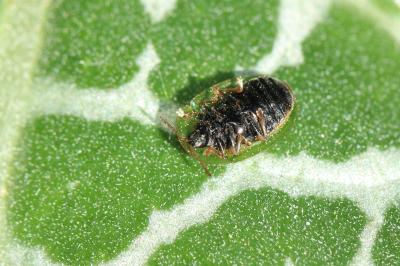 Cassida deflorata Suffrian, 1844