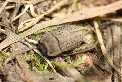 Opâtre des sables Opatrum sabulosum (Linnaeus, 1758)