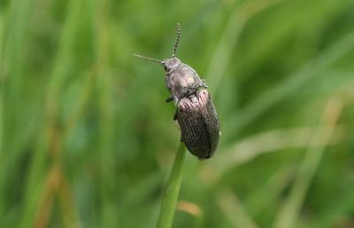  Selatosomus latus (Fabricius, 1801)