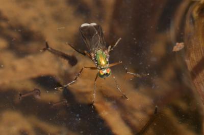  Poecilobothrus nobilitatus (Linnaeus, 1767)