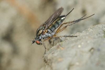  Dolichopus ungulatus (Linnaeus, 1758)