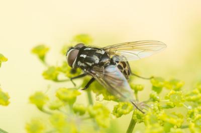  Graphomya maculata (Scopoli, 1763)