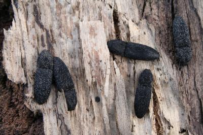  Lacon punctatus (Herbst, 1779)