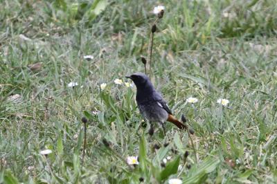 Rougequeue noir Phoenicurus ochruros (S. G. Gmelin, 1774)