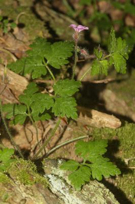 Herbe à Robert Geranium robertianum L., 1753